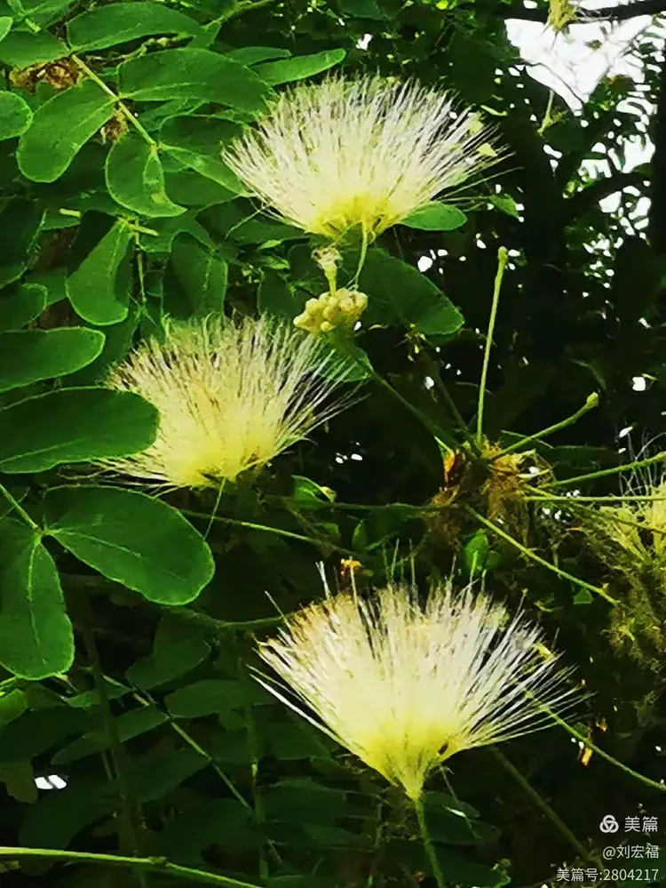 形似羽扇的白花合欢